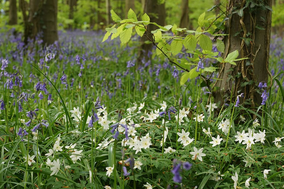 bluebells, wood anemone, wood, flower, spring, white, nature, blue, flowering plant, plant