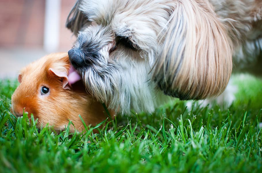 anjing, kelinci percobaan, cinta, imut, lucu, manis sekali, guinea, bersama-sama, cium, rumput