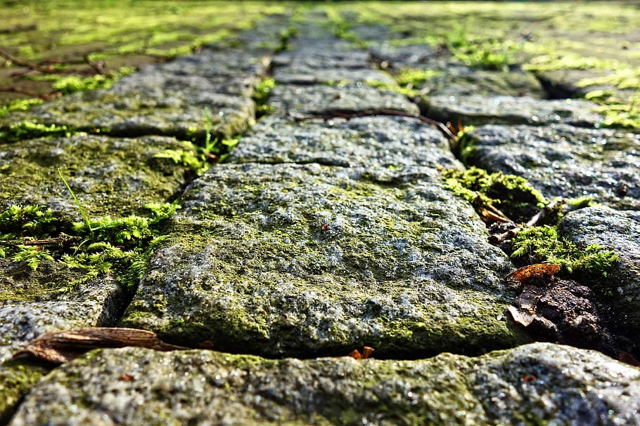 cobble stone, cobble, stone, path, walkway, paved, moss, moss grown cobbles, textured, selective focus