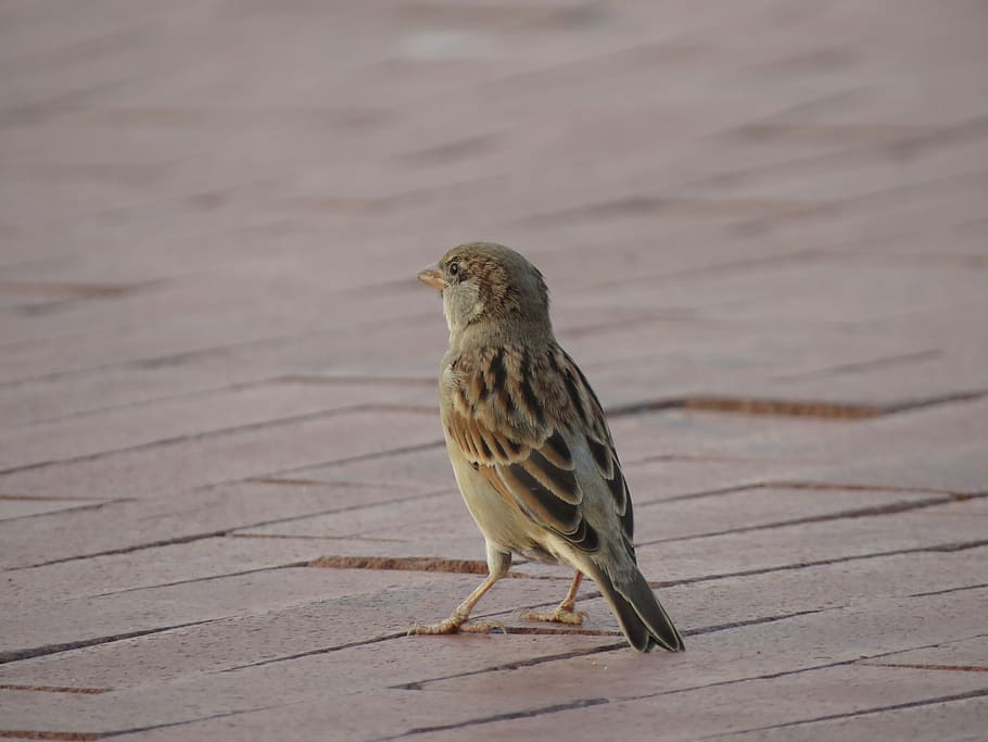 house sparrow, bird, feather, brown, paving stone, animal themes, animal, animals in the wild, animal wildlife, one animal