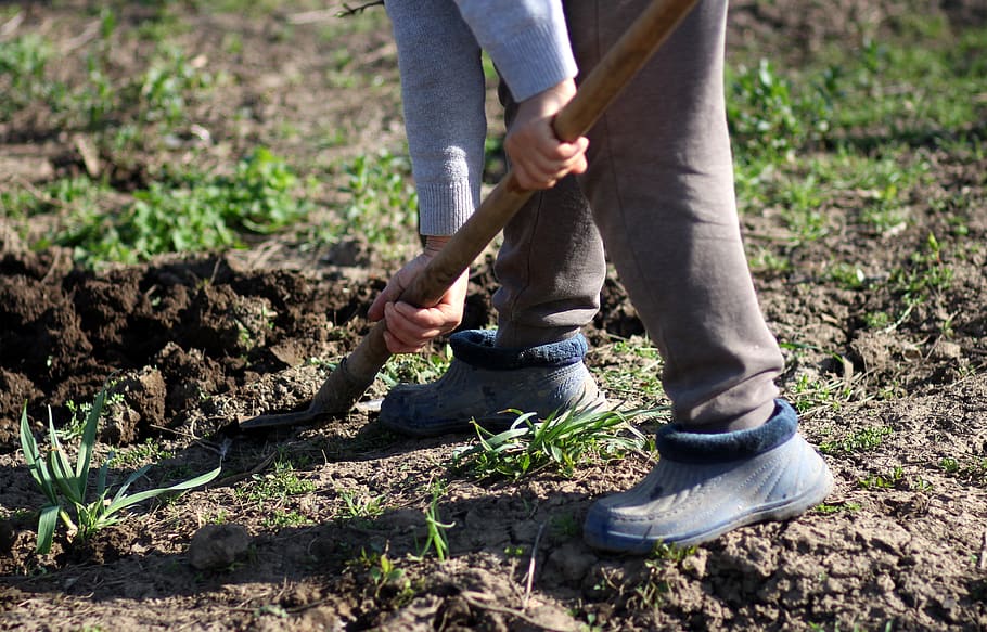 dig, spade, rural, worker, low section, nature, human body part, growth, one person, plant