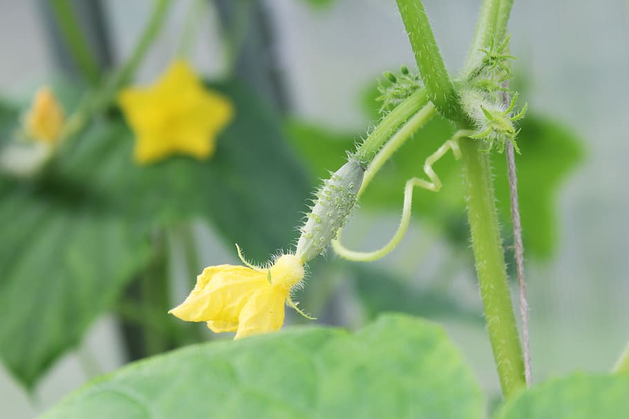 cucumber, little pickle, blooms, small cucumber, plant, greenhouse, vegetable, summer, july, gherkin