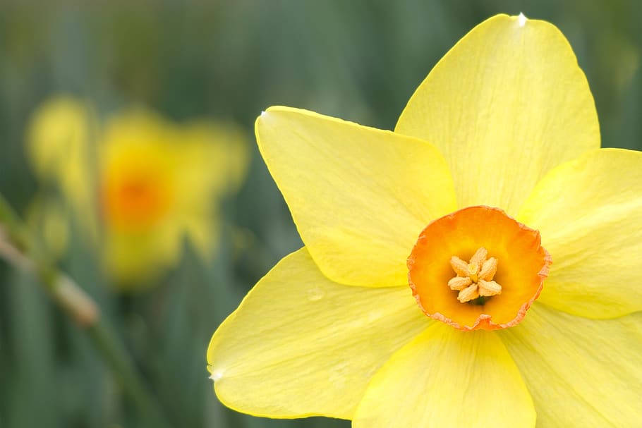 daffodil, yellow, spring, garden, easter, bloom, green, plant, petals, springtime