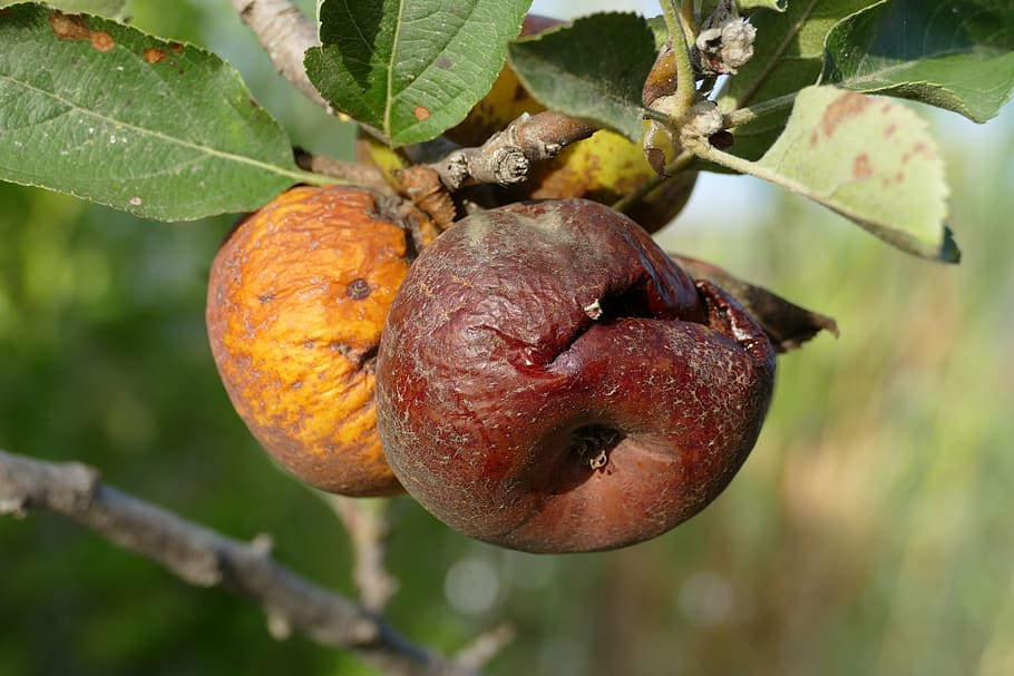 apple, fruit, flora, food, rot, over-ripe, shriveled, wrinkle, horticulture, food and drink