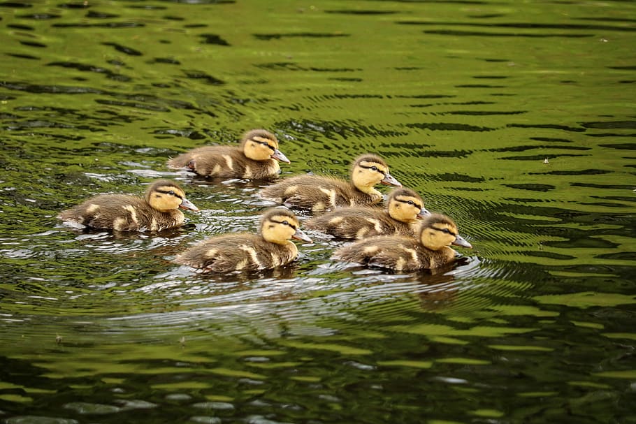 ducklings, chicks, ducky, group, boy, small, water bird, duck, cute, animal children