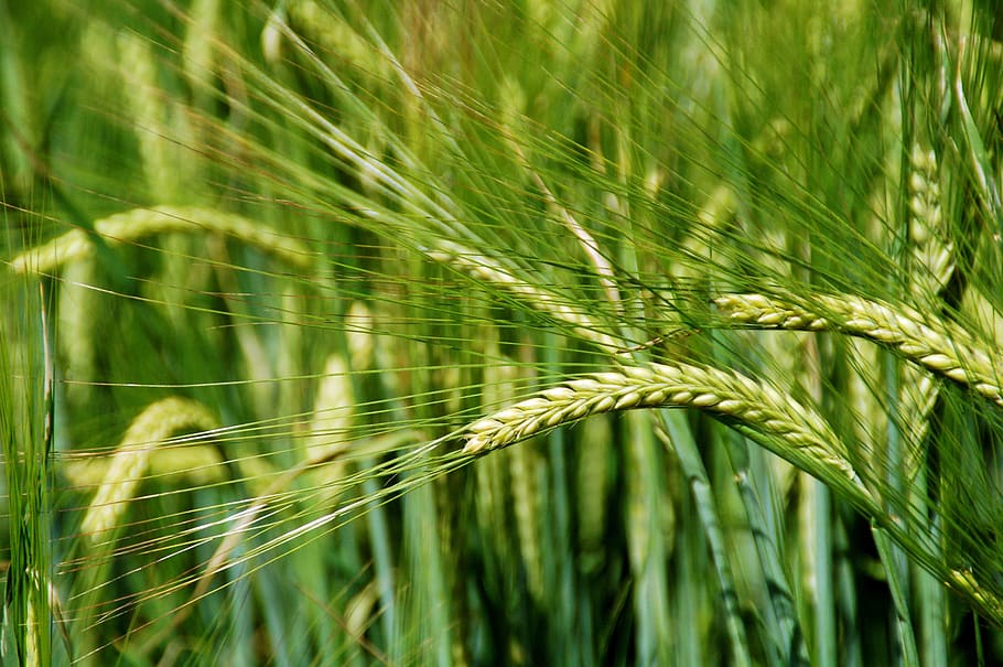 grain, crop, wheat, summer, growth, bloom, aren, harvest time, green, plant