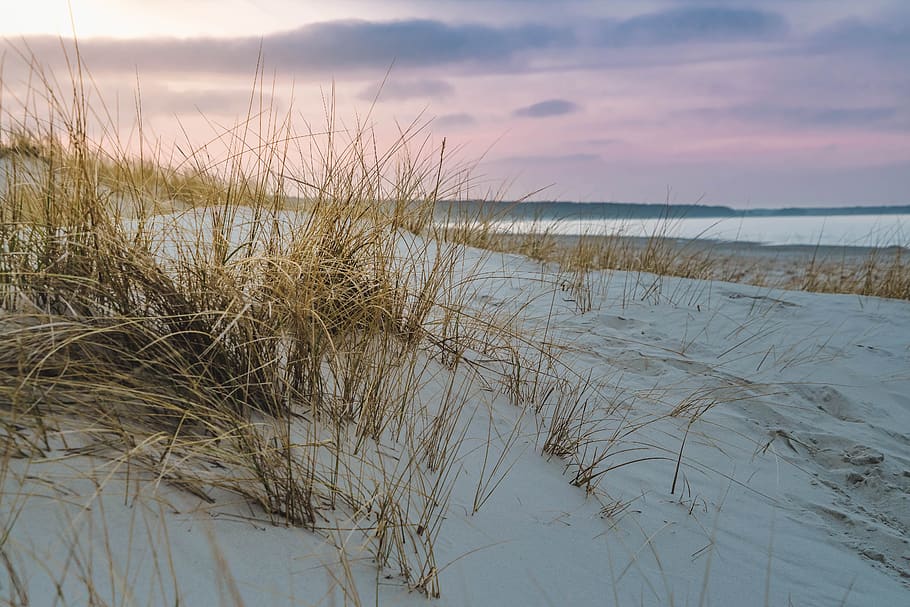 baltic sea, dune grass, beach, sea, coast, sand, sky, landscape, water, cloud - sky
