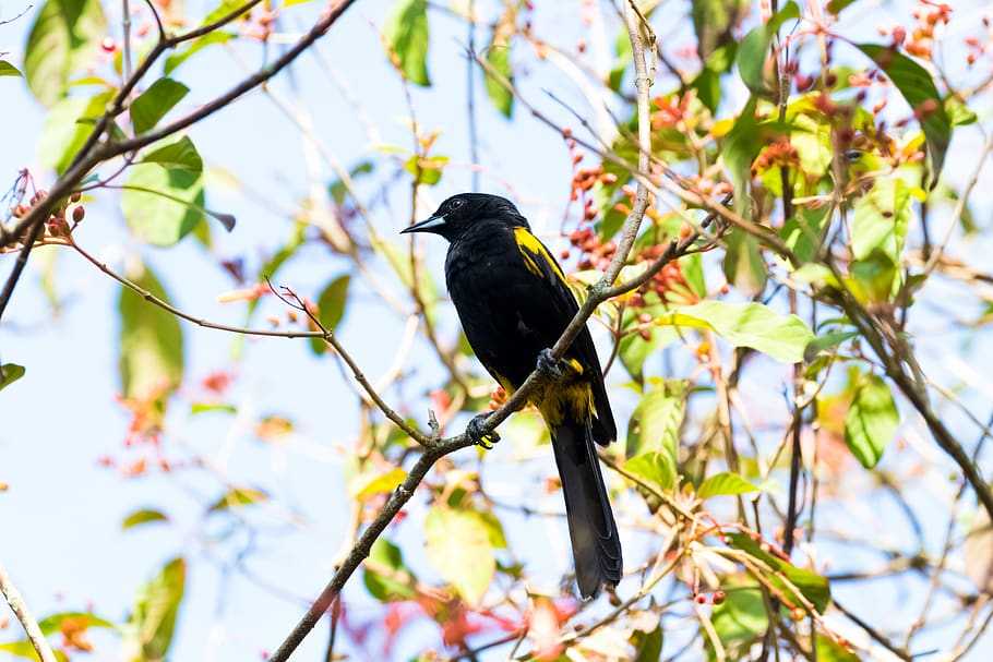 cuba, cienaga de zapata, oriole, yellow and black, birding, forest, nature, wildlife, branch, tree