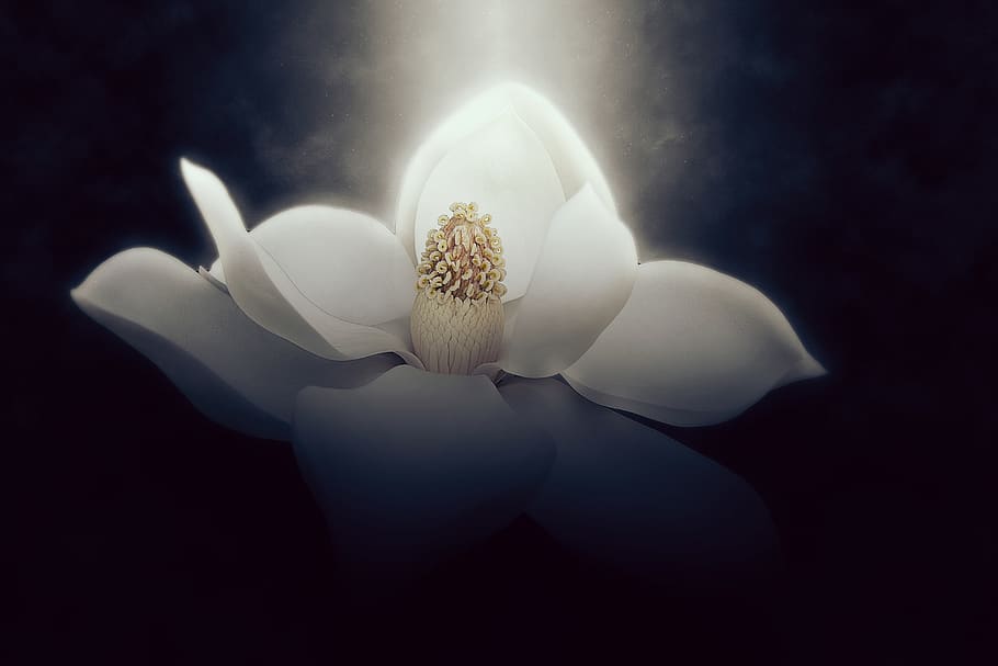 wallpaper, background, magnolia, flower, beautiful, beauty, black, bloom, blooming, blossom
