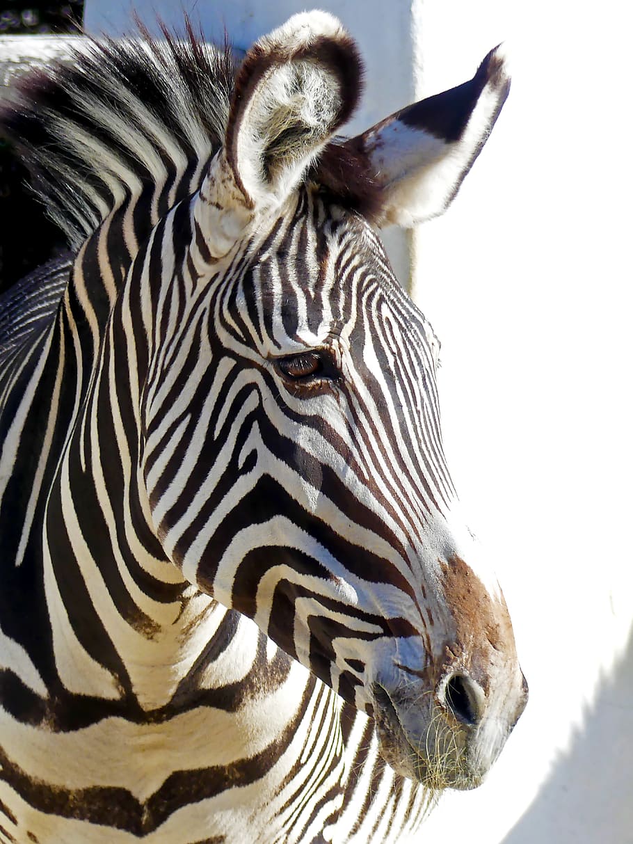 zebra, garis-garis, hewan, mamalia, alam, penyeberangan, satwa liar hewan, tema hewan, satu hewan, hewan di alam liar