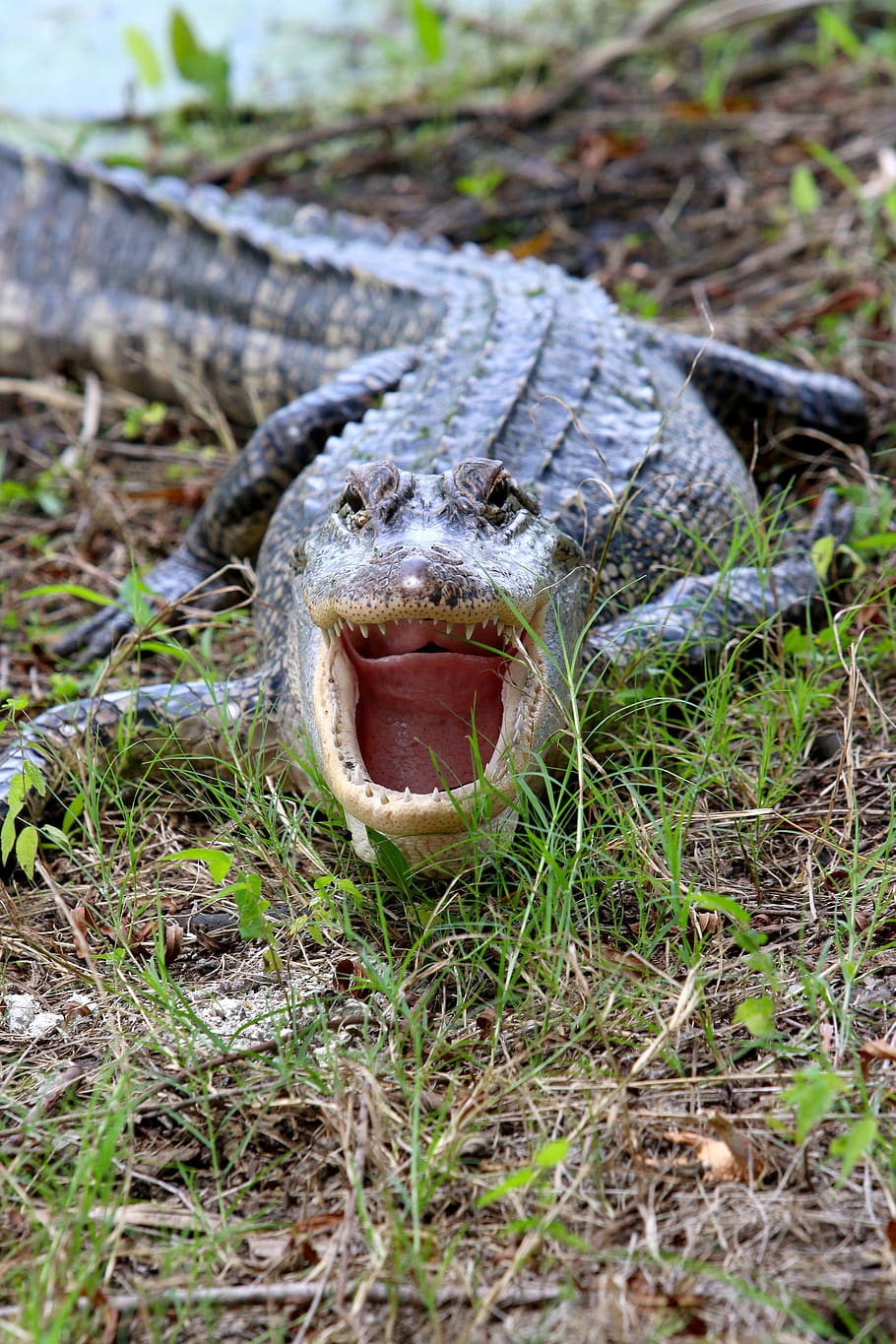 alligator, danger, wild, creature, animal, dangerous, wildlife, reptile, mouth, jaws