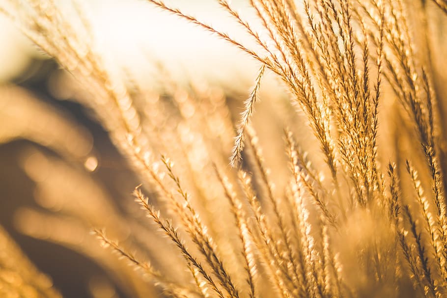 wheat, plants, agriculture, farm, field, sunset, dusk, sunshine, nature, cereal plant