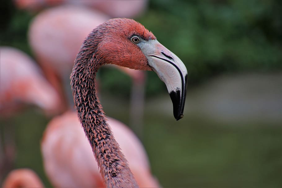 flamingos, bird, pink, beak, birds, wild, wet, animals, neck, flaming