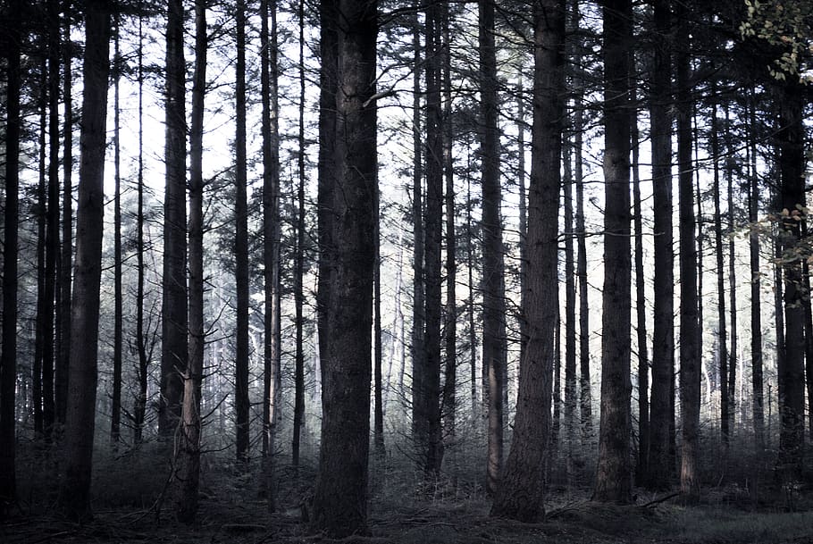 escalofriante, bosque, árboles, palos, oscuro, de miedo, fantasía, noche, naturaleza, espeluznante