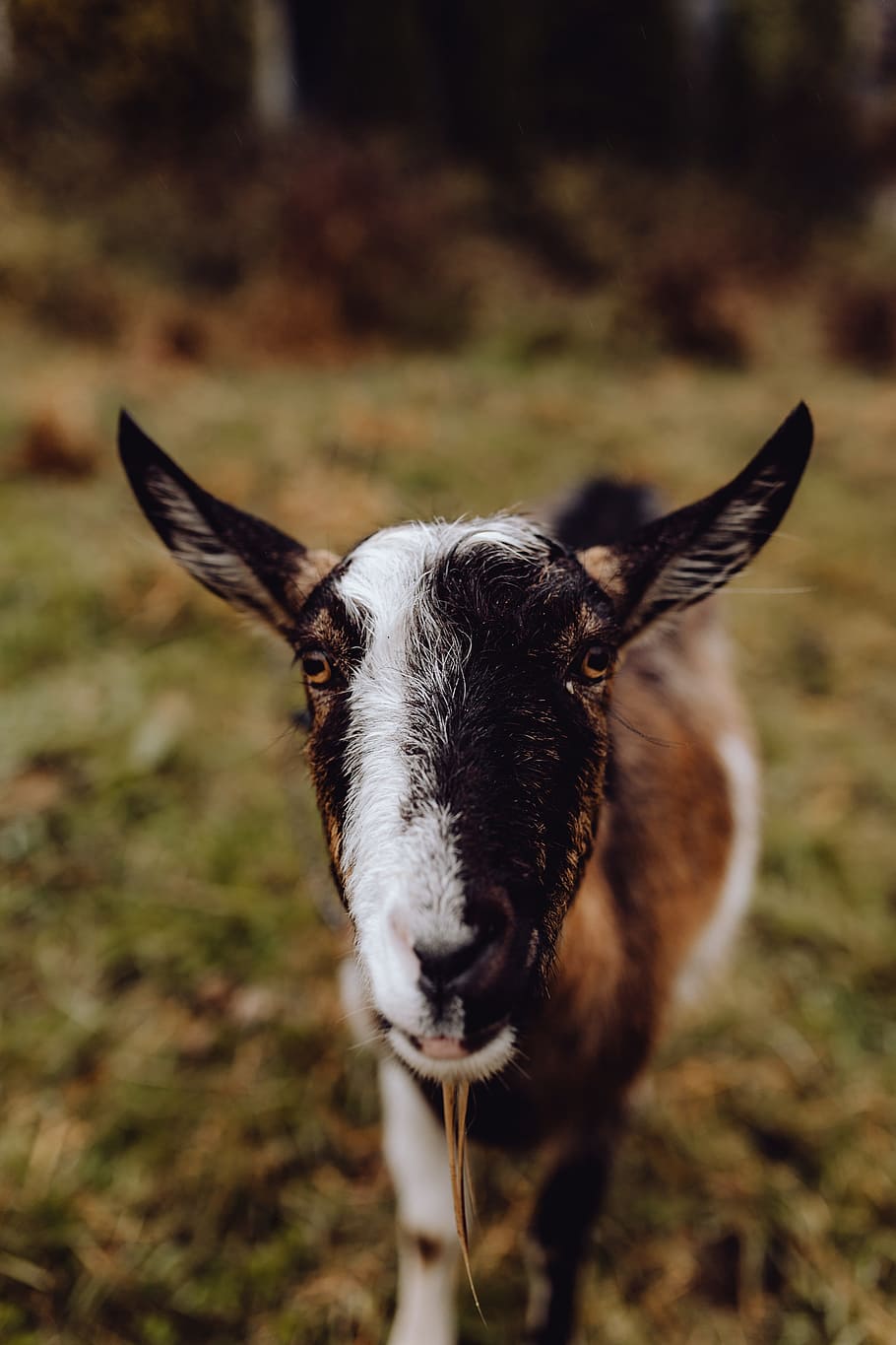 cute, brown, goat, pasture, animal, grazing, pasturage, she-goat, village, animal themes