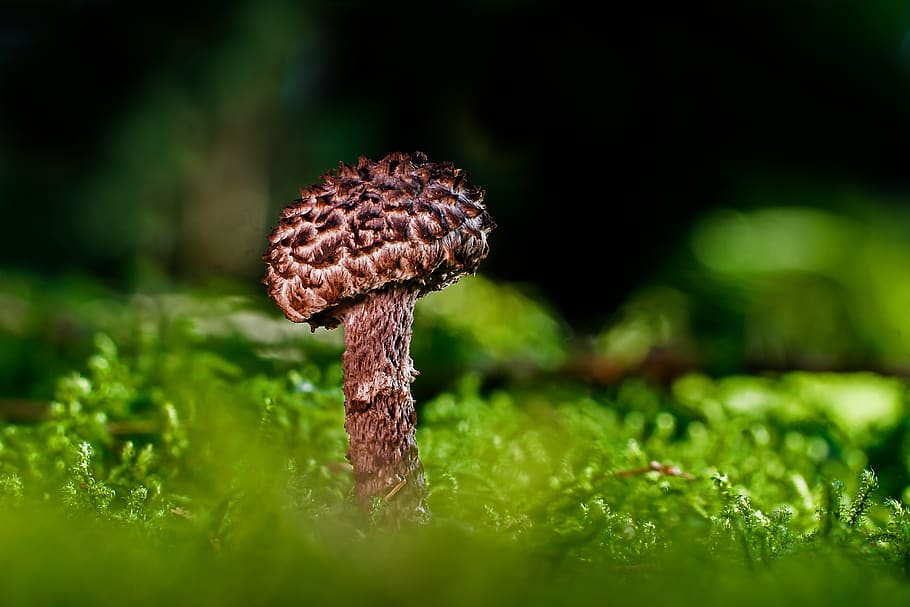 boleto com cabeça de choque, cogumelo, cogumelo da floresta, outono, cogumelo tubular, chapéu, fungo de tela, planta, close up, fungo