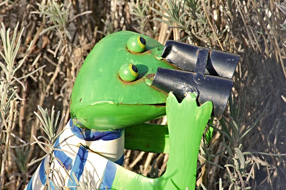 frog, binoculars, tensioner, optics, distant view, view, distant, watch, by looking, outlook