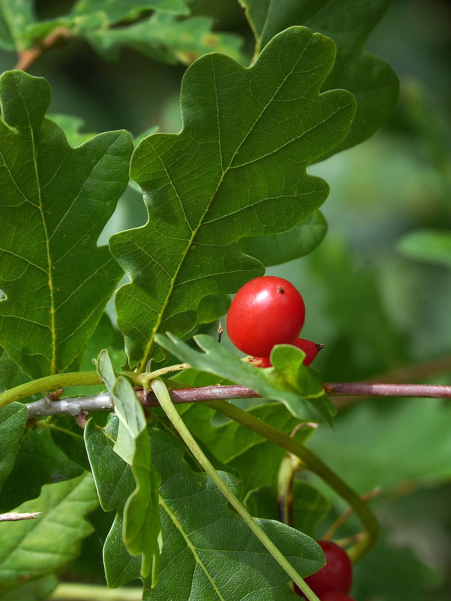 oak leaf, oak, christmas ball, christmas, red, leaf, plant part, fruit, plant, growth