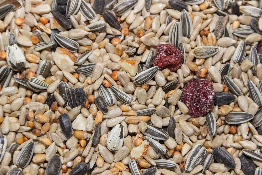 macro, food, bird seed, grains, cores, bird, feed, nature, winter, sunflower seeds