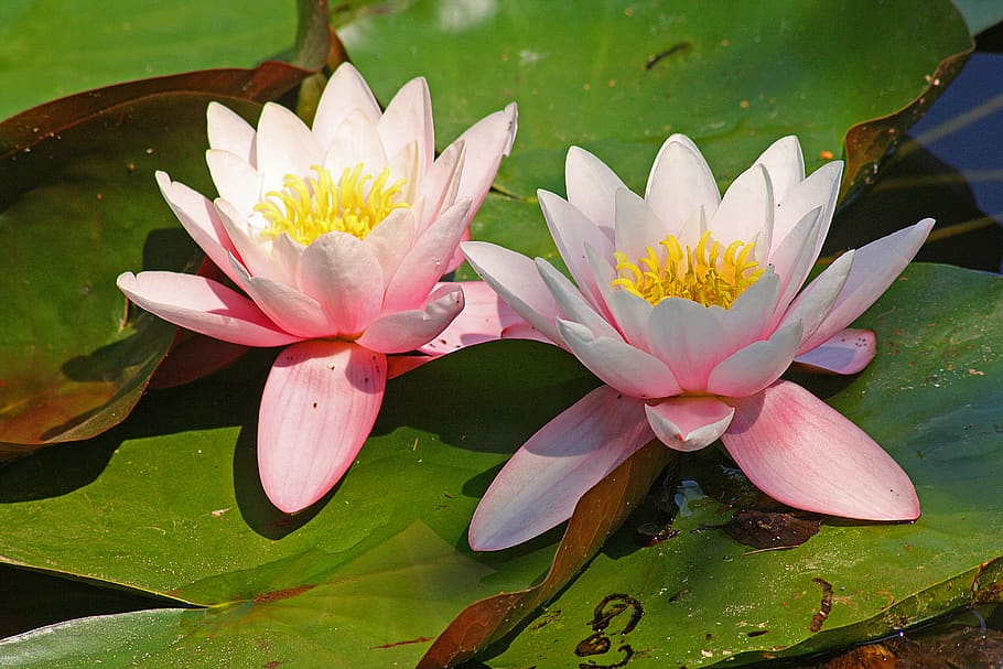 water lilies, pond, lake, flora, plant, aquatic plant, pink water lily, lake rose, water, nature
