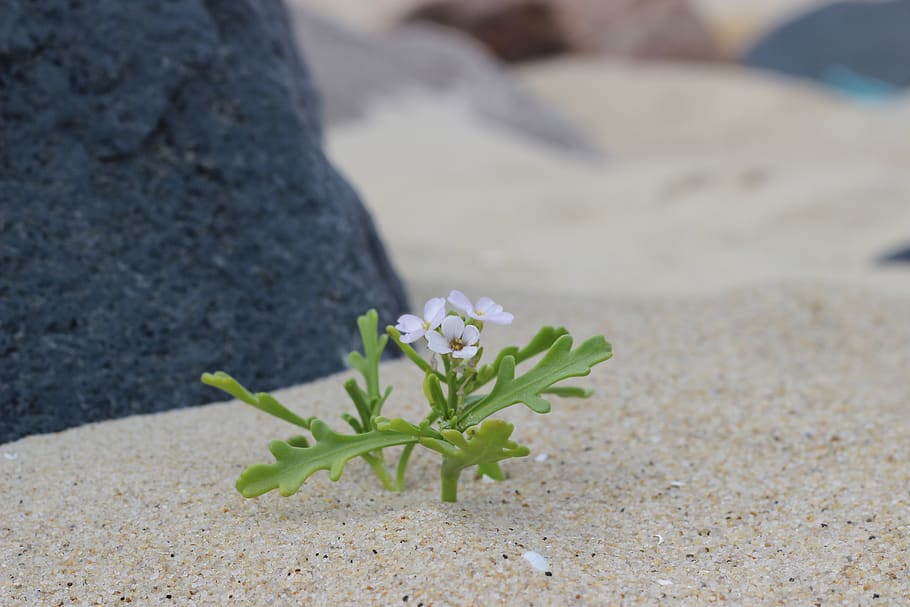 sand, bank, beach, sea, north sea, plant, flower, lonely, strength, brave