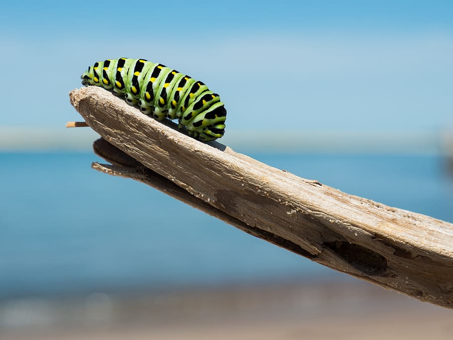 caterpillar, branch, larva, lepidoptera, insect, striped, colorful, metaphor, transformation, metamorphosis