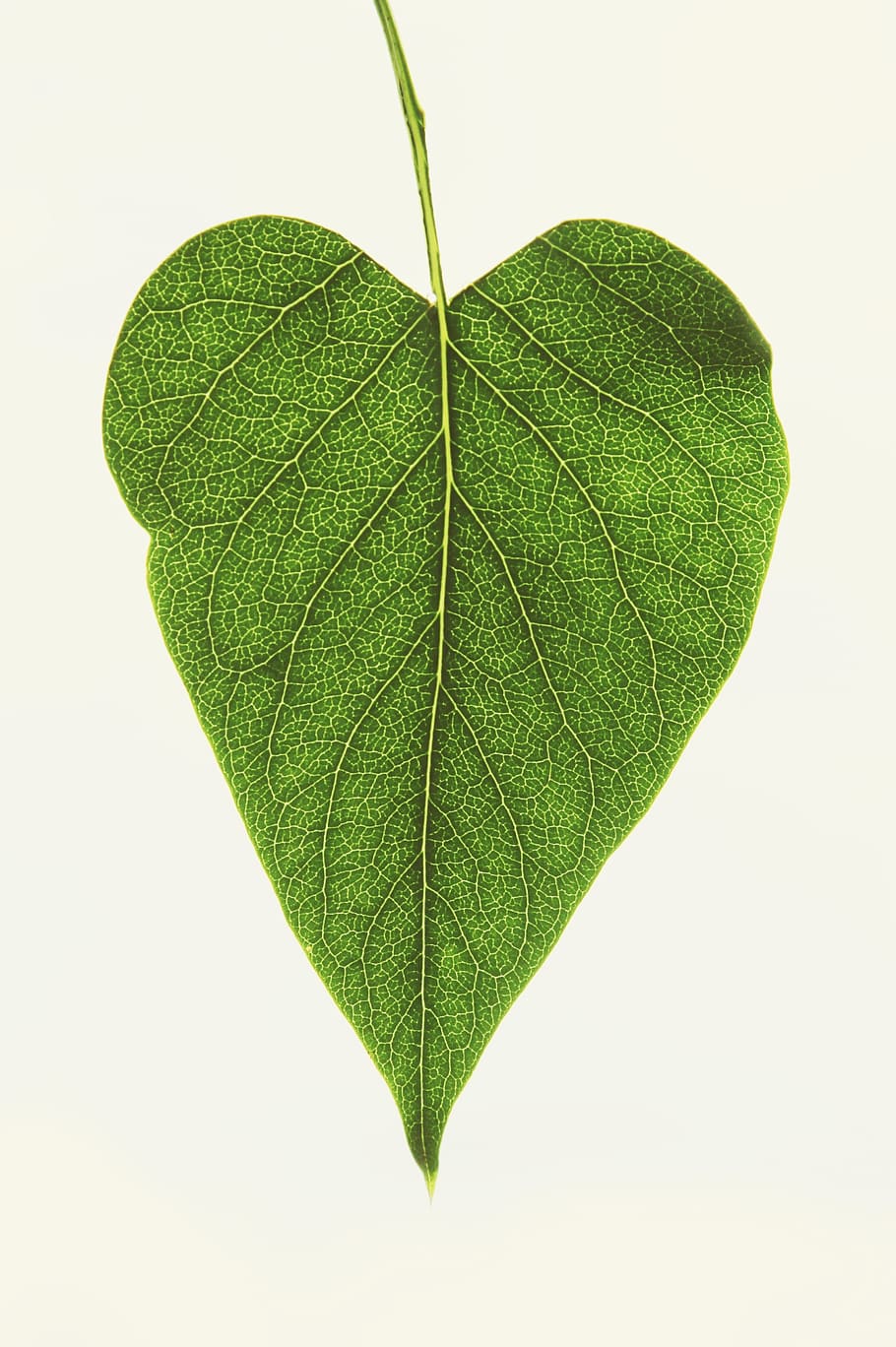 daun, jantung, cinta, alam, tanaman, taman, vena, hijau, bersinar melalui, simbol