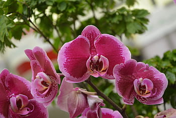 Fotos orquídeas rojas libres de regalías | Pxfuel