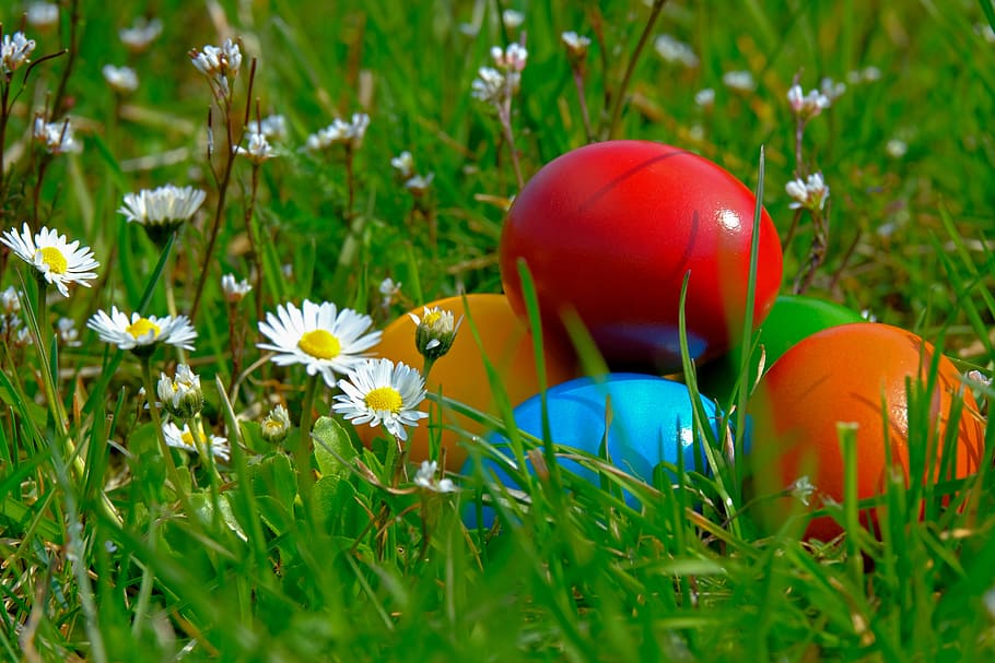 easter, easter eggs, colorful, colored, egg, spring, food, chicken eggs, meadow, wildflowers