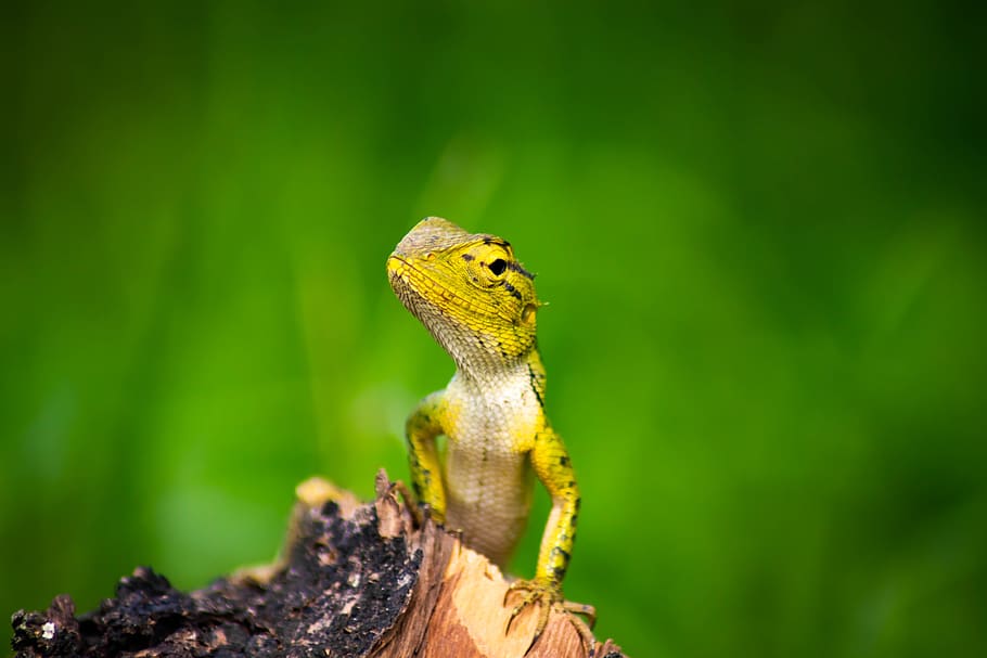 chameleon, background, isolated, green, animal, nature, white, lizard, plant, reptile