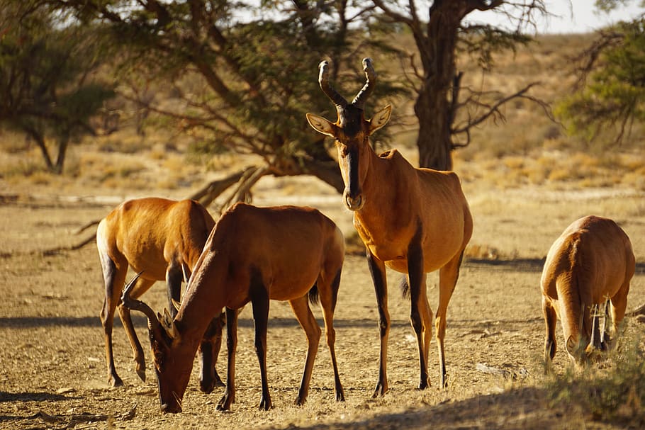 namibia, nature, wildlife, safari, bok, mammal, antelope, animals, deer, animal themes