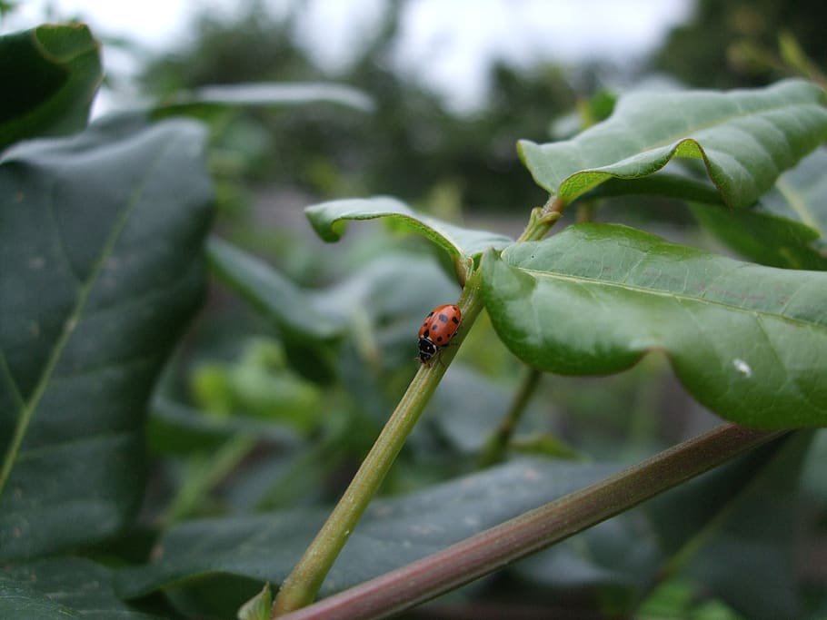 ladybird, ladybug, insect, leaves, garden, nature, leaf, plant part, invertebrate, plant