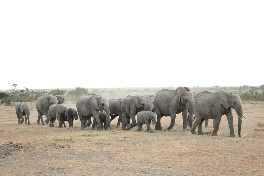 elephant, mammal, wildlife, trunk, animal, safari, herd, savanna, animal themes, group of animals