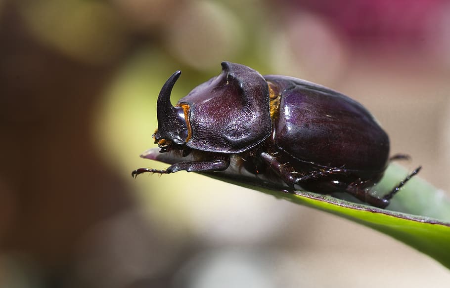 rhinoceros beetle, nature, close up, beetle, insect, oryctes nasicornis, scarabaeidae, one animal, close-up, animal themes