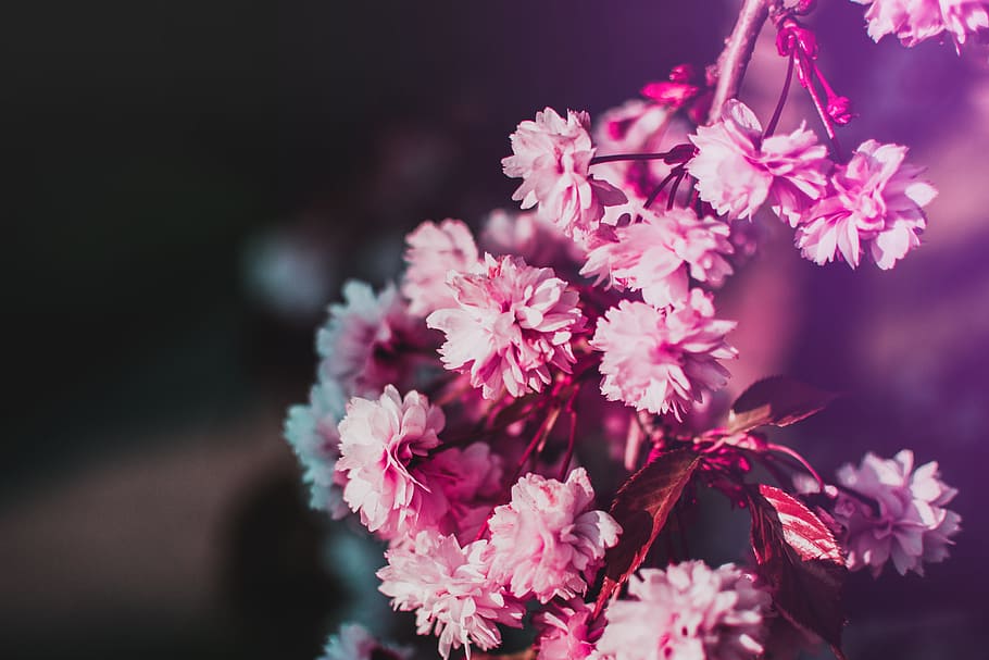 cherry blossom, flower, summer, pink, flora, fauna, pretty, flowering plant, plant, pink color