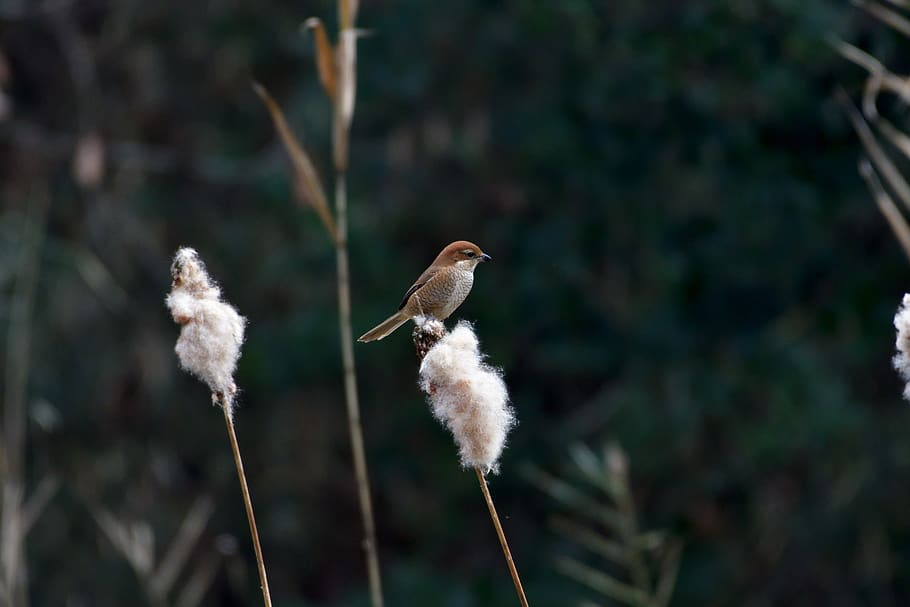 natural, outdoors, bird, shrike, bull-headed shrike, focus on foreground, plant, nature, day, close-up