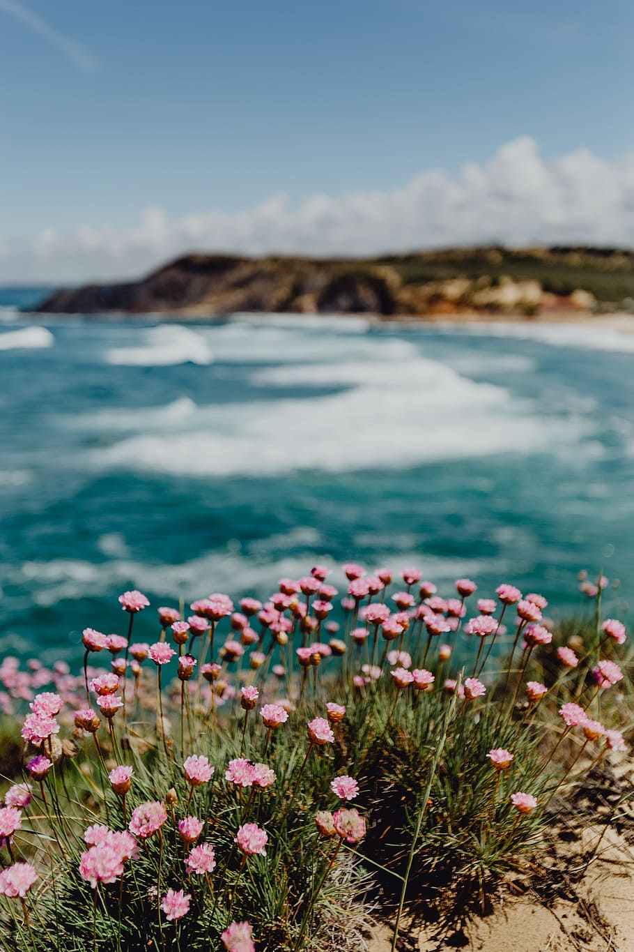 cluster, pink, flowers, growing, ocean, edge, portugal, beach, coast, shore