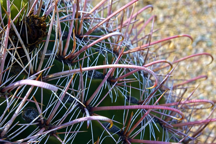 primer del cactus del anzuelo, desierto, cactus, planta, naturaleza, flora, espinoso, verde, suculento, espuela