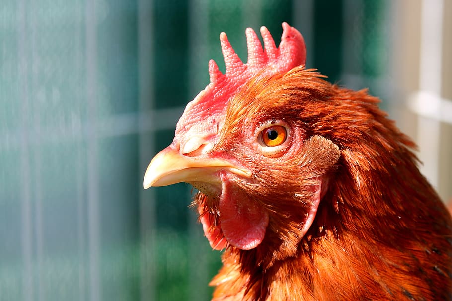 hen, bird, poultry, beak, animal, animal themes, chicken - bird, one animal, domestic animals, domestic