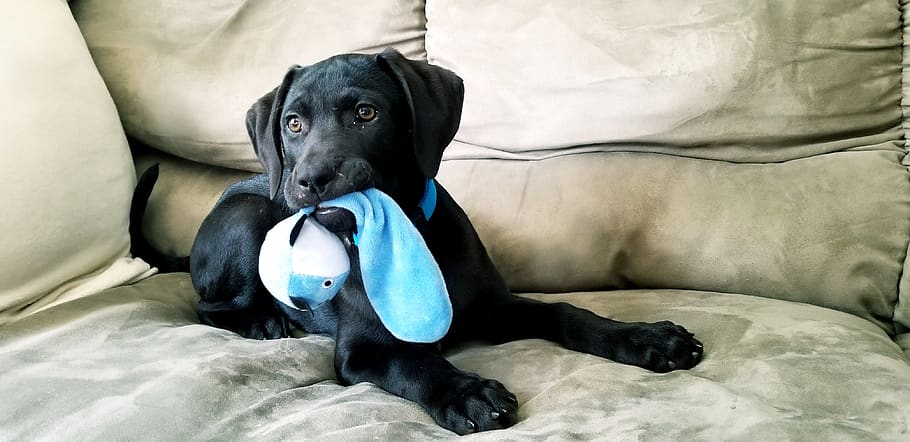 puppy, black lab, toy, playing, laying, dog, animal, canine, pet, pets