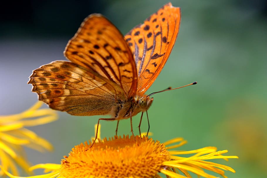 Бабочка без пыльцы на крыльях. Бабочки нежно желтые. Пыльца на крыльях бабочек. Фрагмент природы растения и насекомые. Пыльца крылья
