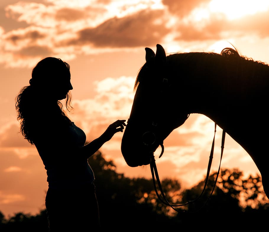 horse, gentle, animal, connectedness, love, trust, silhouette, evening sun, sunset, afterglow