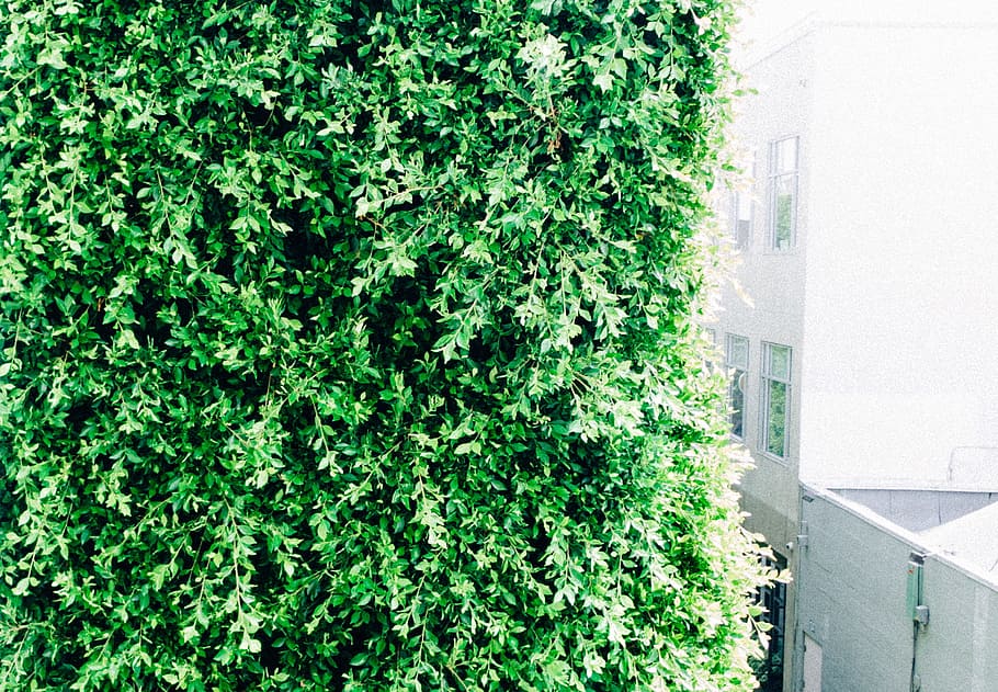 verde, hojas, arbusto, planta, crecimiento, color verde, estructura construida, arquitectura, exterior del edificio, día