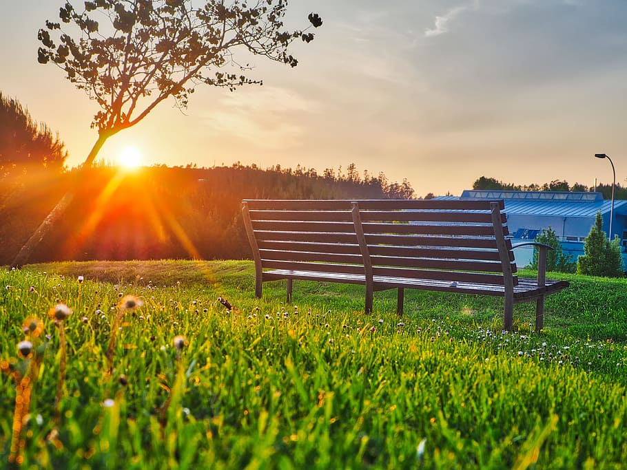 green, grass, lawn, outdoor, nature, view, bench, sunlight, sunrise, sunshine