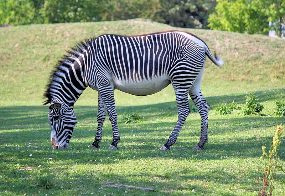 zebra, wild ginger, african, animal, mammal, striped, zoo, safari, feast, grass