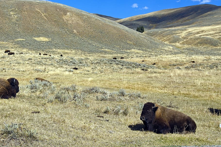 lamar valley buffalo, bison, buffalo, yellowstone, national, park, usa, nature, horns, beast