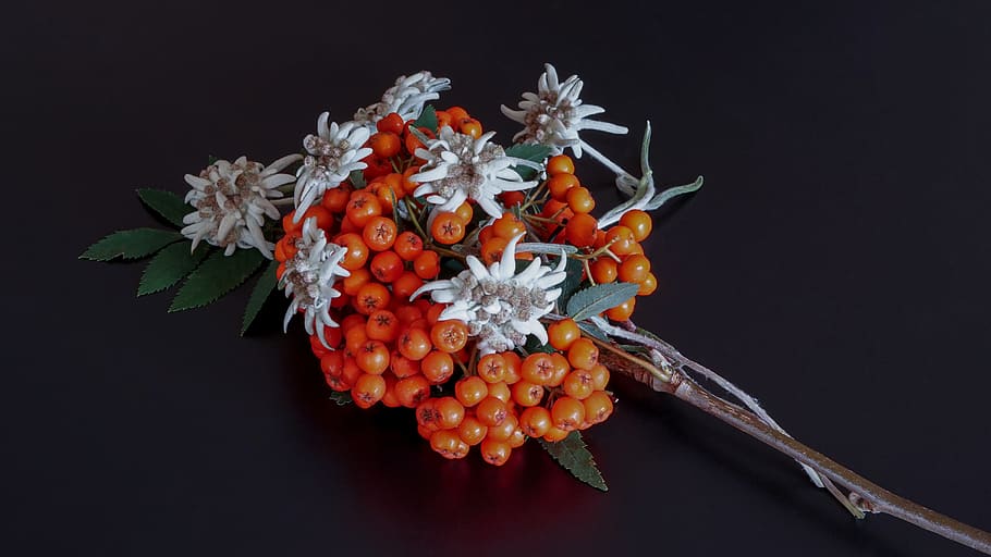 rowan, edelweiss, still life, plant, nature, black background, studio shot, fruit, food and drink, food