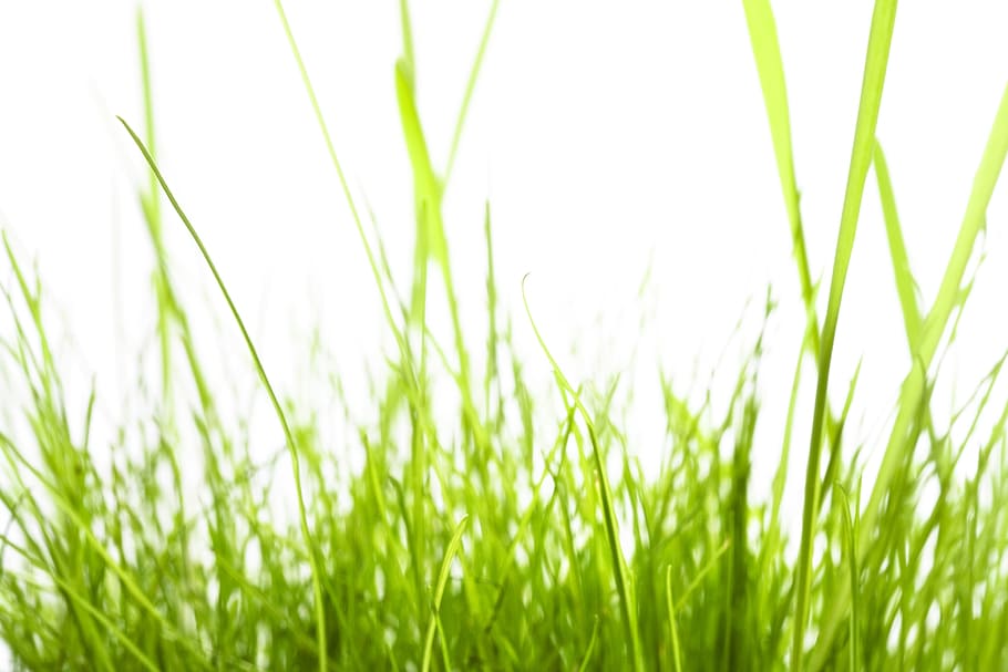 grass, green, white, isolated, meadow, natural, grow, spring, lawn, horizontal
