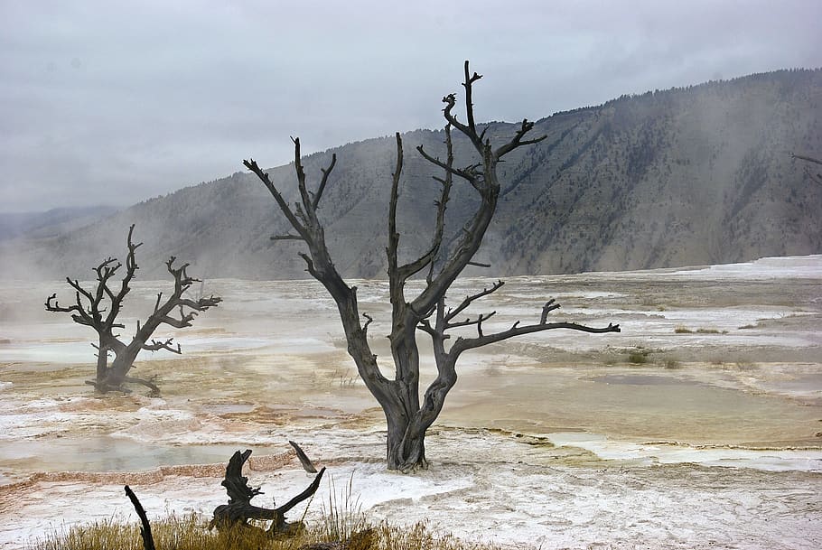 canary spring skeletal trees, mammoth, hot, spring, terrace, travertine, yellowstone, national, park, wyoming
