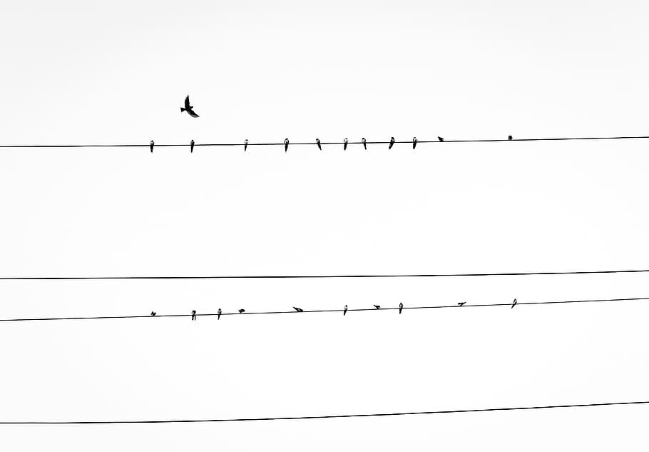 línea eléctrica, pájaros, cables eléctricos, líneas eléctricas, bandada, plumas, línea, energía, cables, electricidad